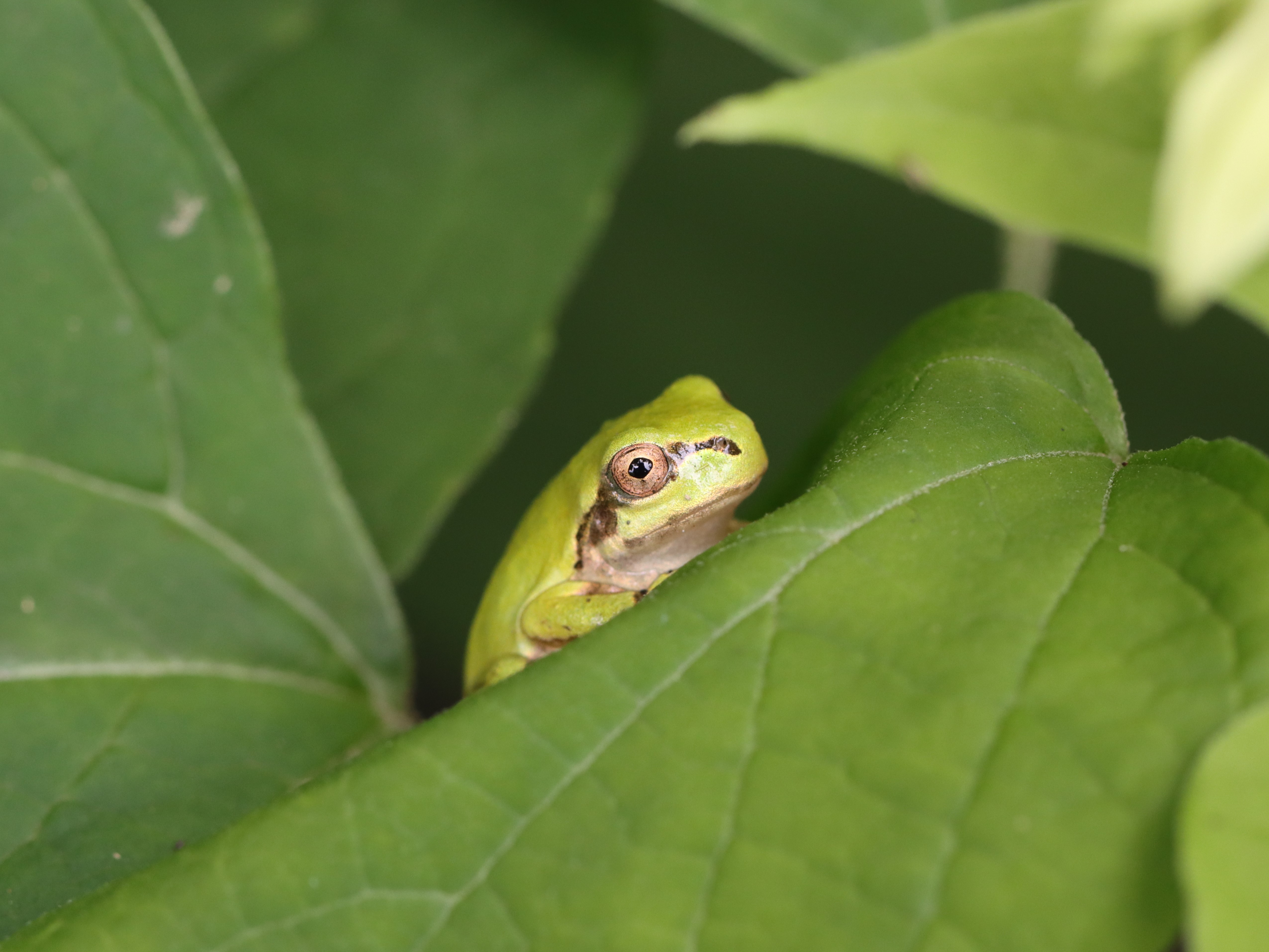 アマガエル